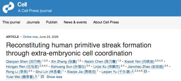Cell重磅！打造人工胚胎模型 解锁人类早期发育“黑箱”