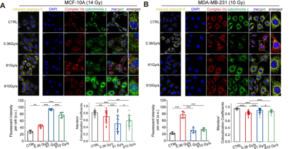 重离子所团队为FLASH效应首次提供基于细胞色素c的线粒体假说实验证据1