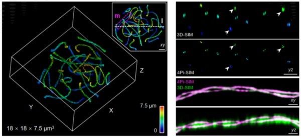 以“生命之眼” 照见细胞深处的三维世界1