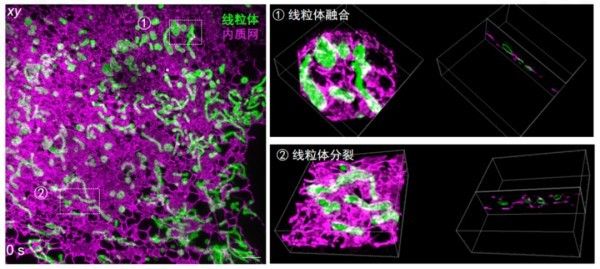 以“生命之眼” 照见细胞深处的三维世界2